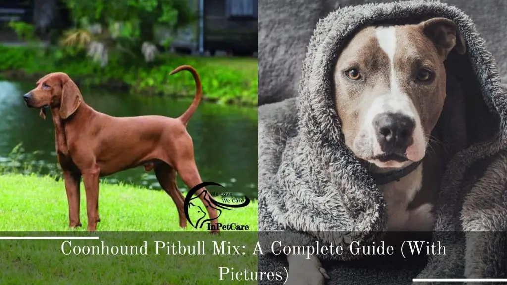 Coonhound Pitbull Mix: A Complete Guide (With Pictures)