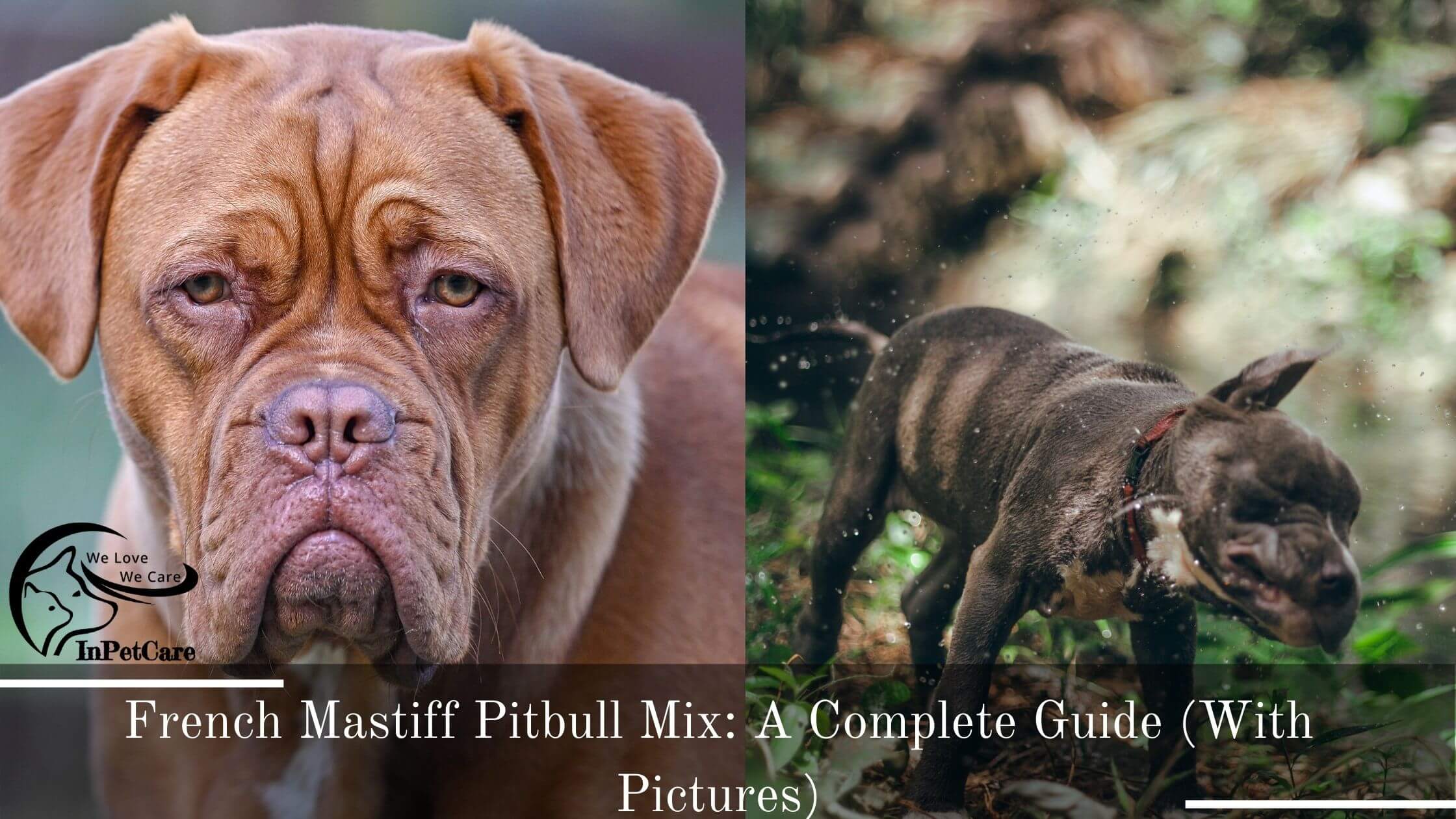 French Mastiff Pitbull Mix: A Complete Guide (With Pictures). 