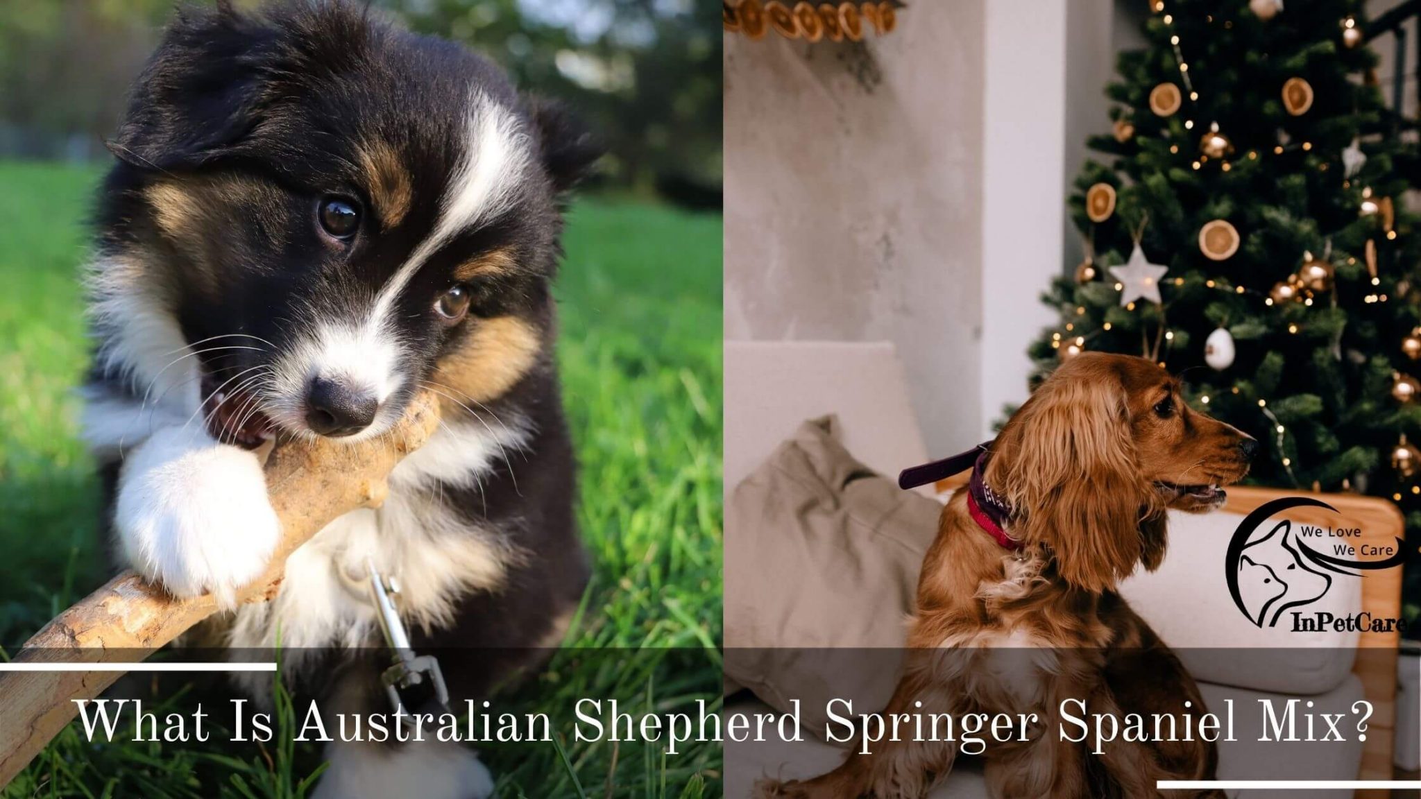 Australian Shepherd Springer Spaniel Mix A Complete Guide (With Pictures)