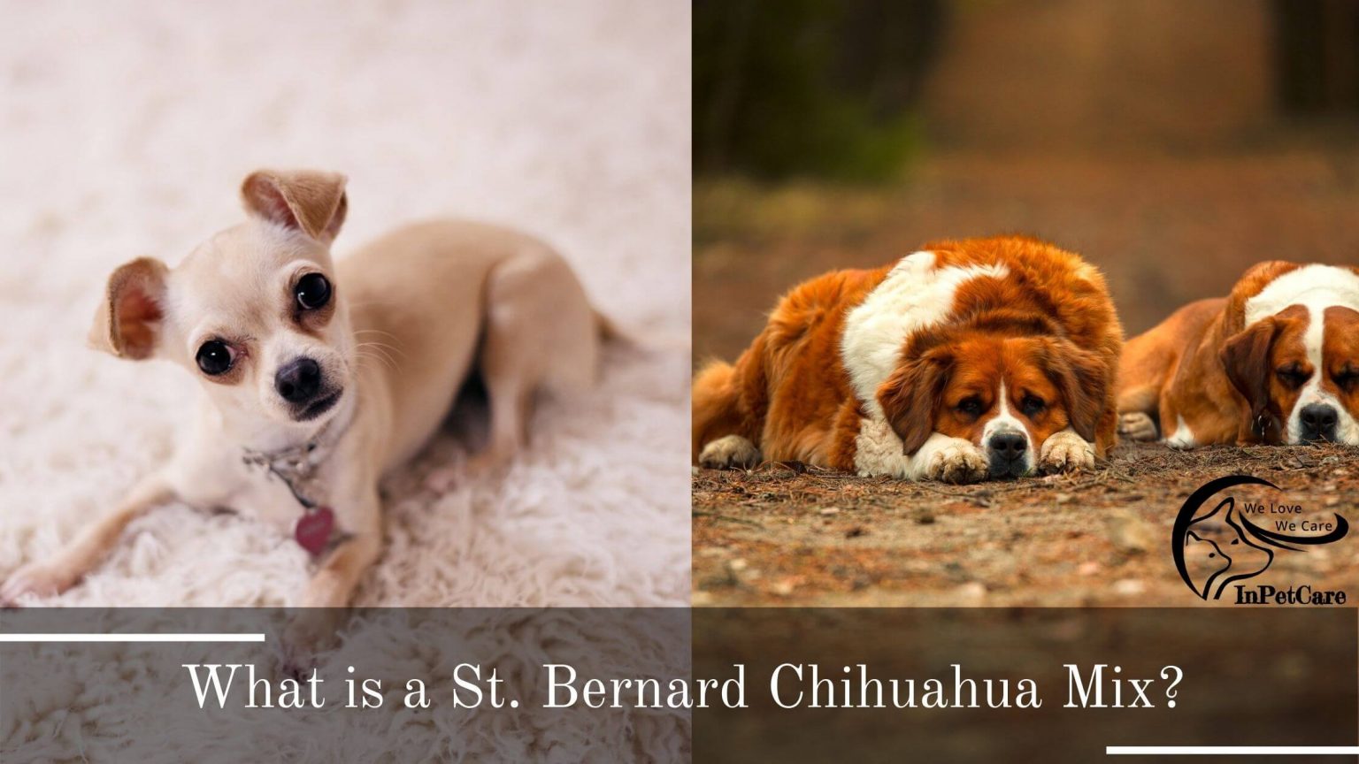 St. Bernard Chihuahua Mix A Complete Guide (With Pictures)