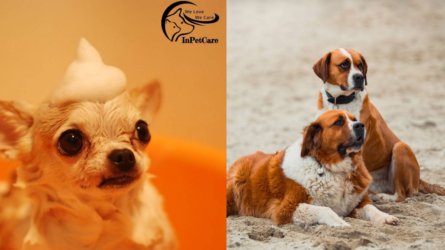 St. Bernard Chihuahua Mix A Complete Guide (With Pictures)