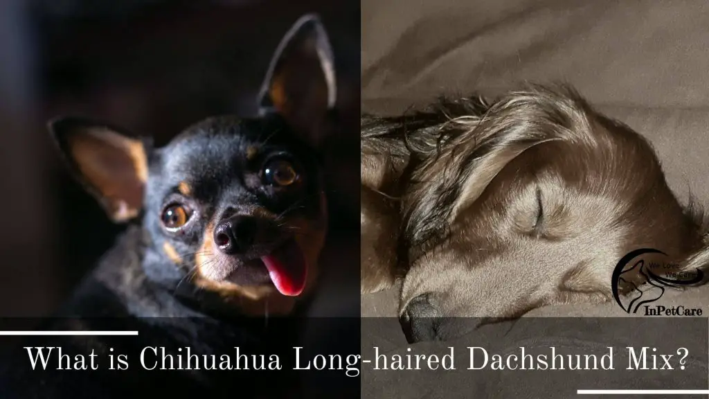 Long-Haired Dachshund Chihuahua Mix Picture
Chihuahua Long-Haired Dachshund Mix Picture