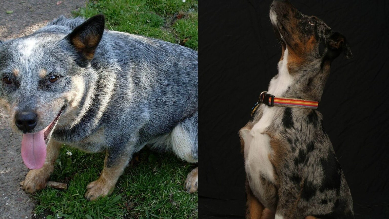 Catahoula Blue Heeler Mix A Complete Guide (With Pictures)