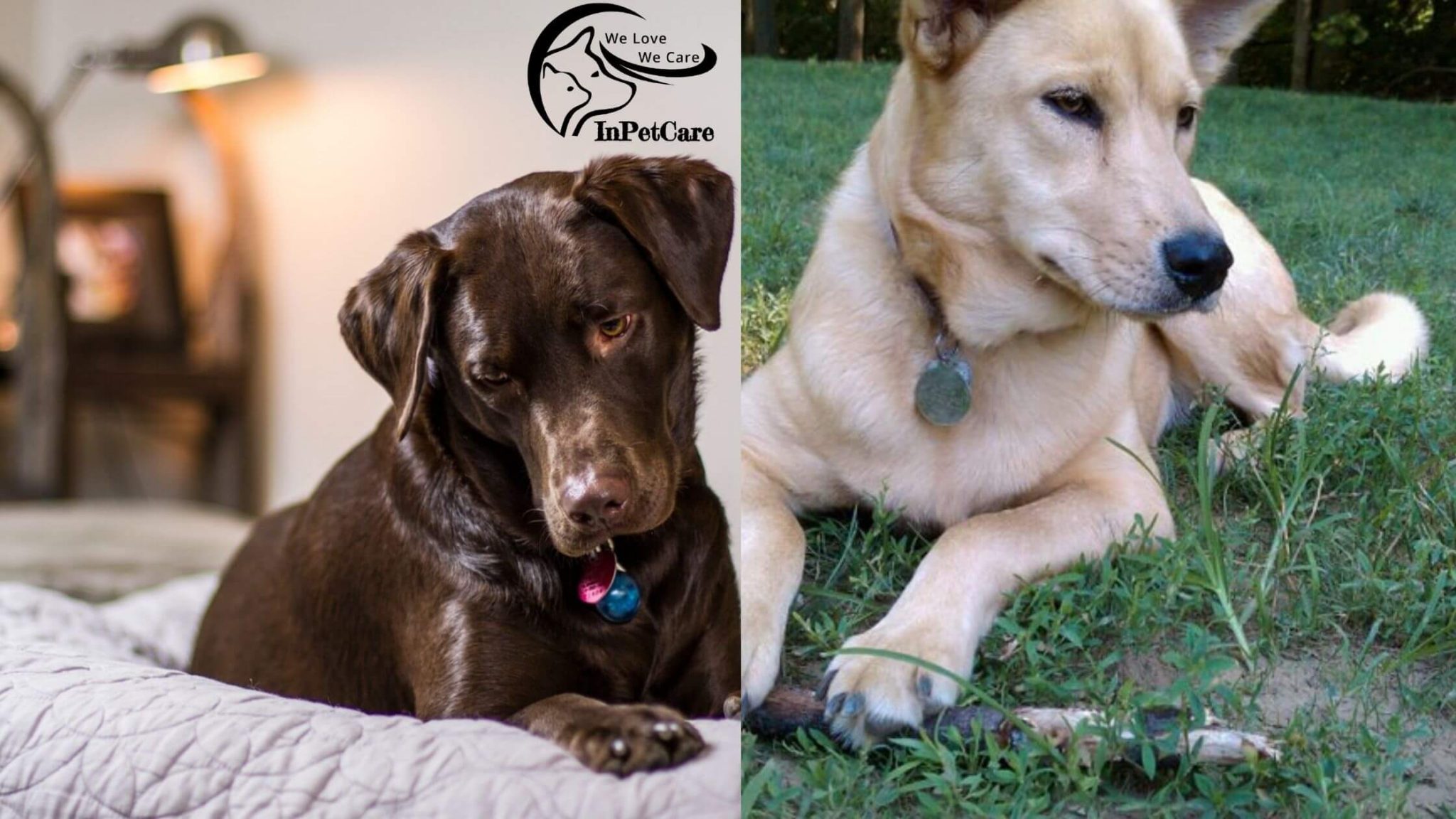 Carolina Dog Lab Mix A Complete Guide (With Pictures)