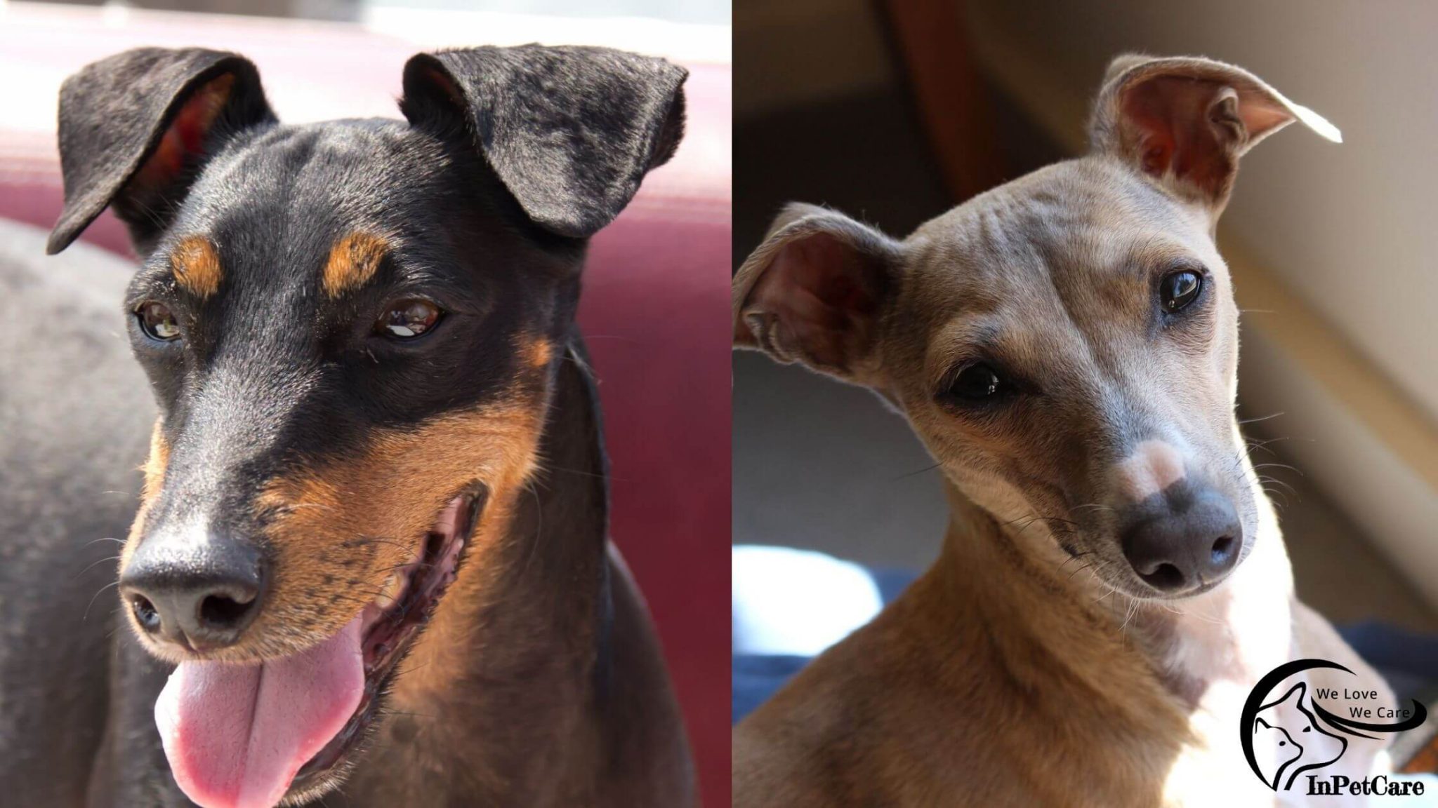 Manchester Terrier Italian Greyhound Mix A Complete Guide (With Pictures)