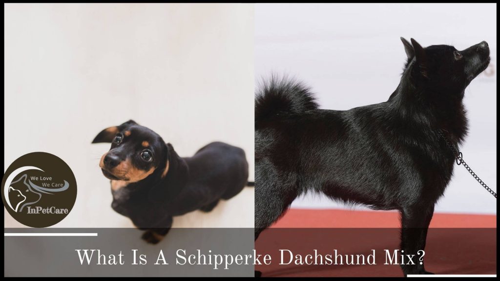 What Is A Dachshund Schipperke Mix