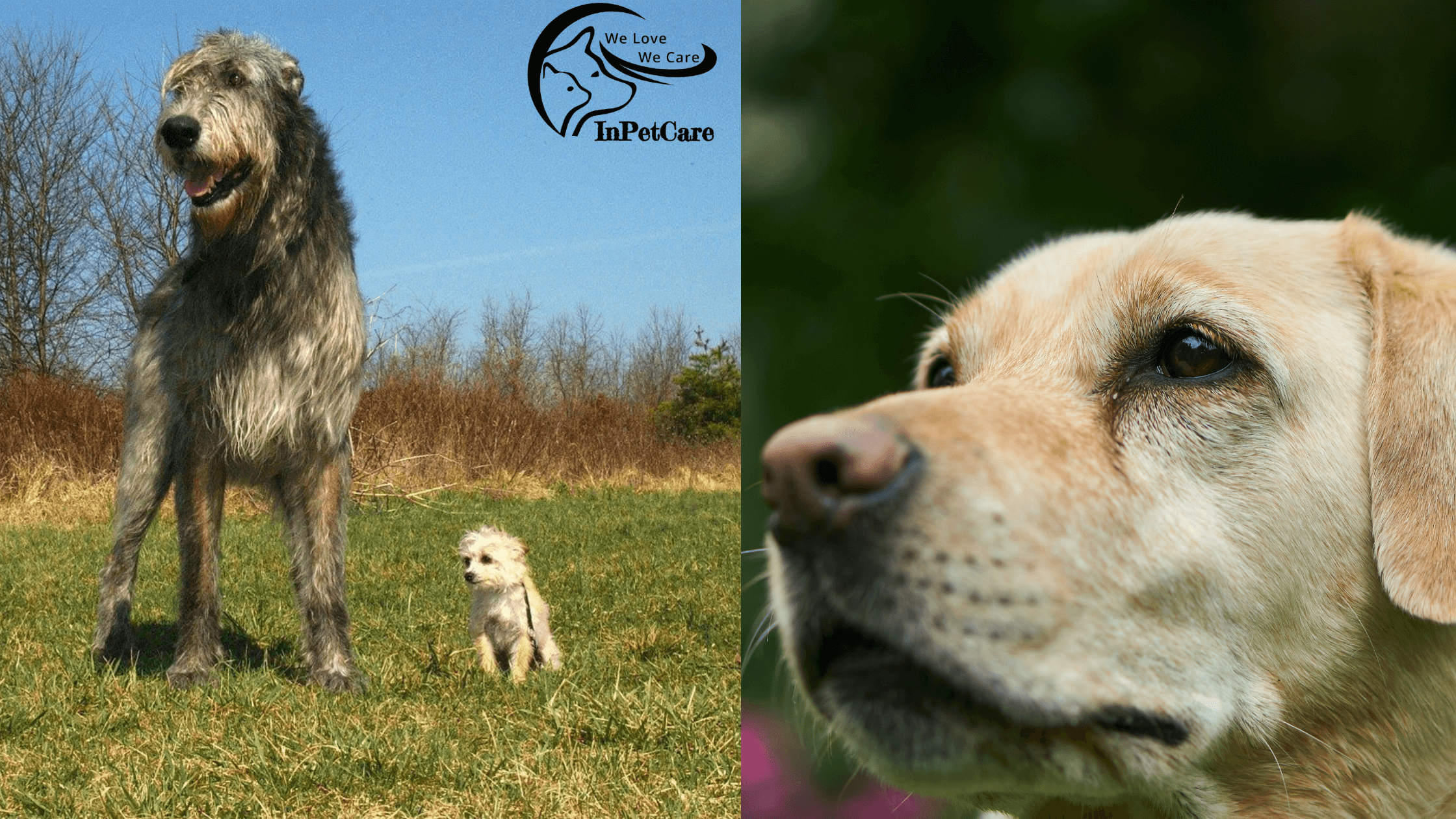 Irish Wolfhound Lab Mix: A Complete Guide (With Pictures)