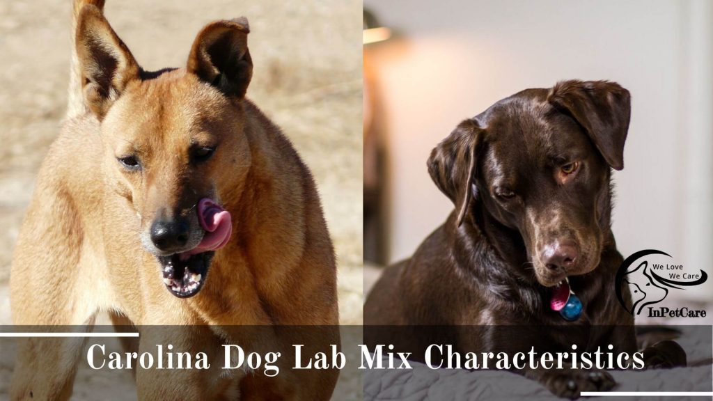 Carolina Dog Lab Mix Picture
Lab Carolina Dog Mix Picture
Carolina Dog Labrador Mix Picture
Labrador Carolina Dog Mix Picture