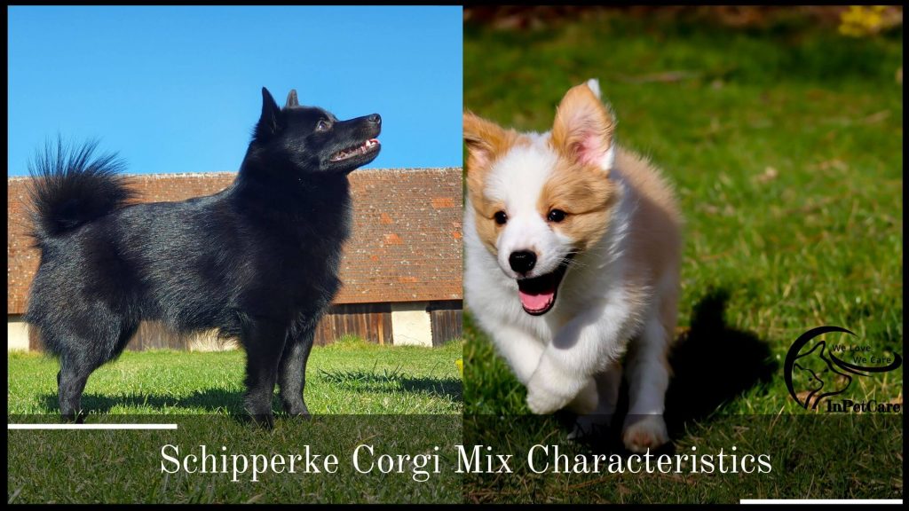 Schipperke Corgi Mix Characteristics
