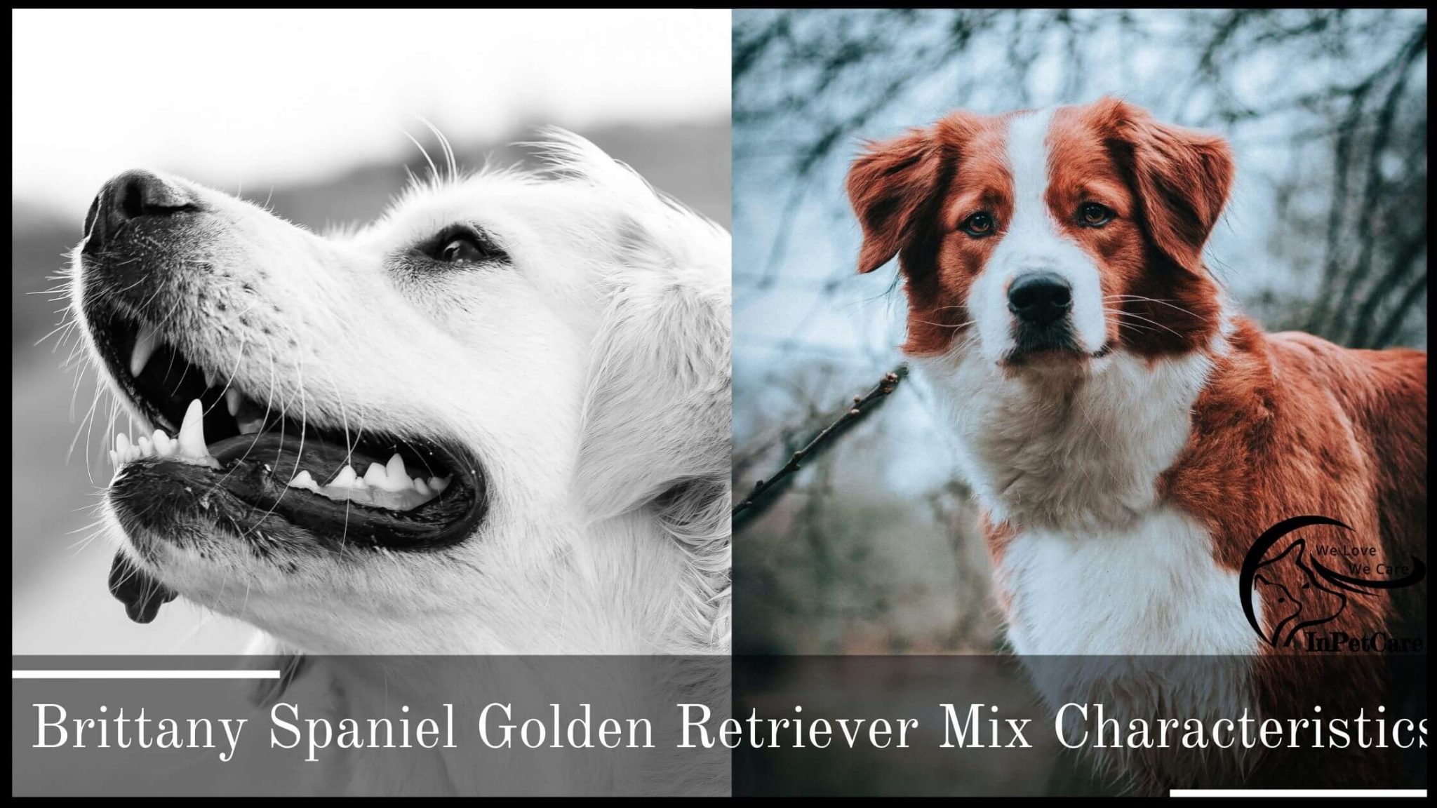 Brittany Spaniel Golden Retriever Mix A Complete Guide (With Pictures)