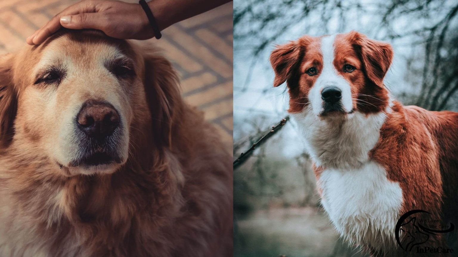 Brittany Spaniel Golden Retriever Mix A Complete Guide (With Pictures)