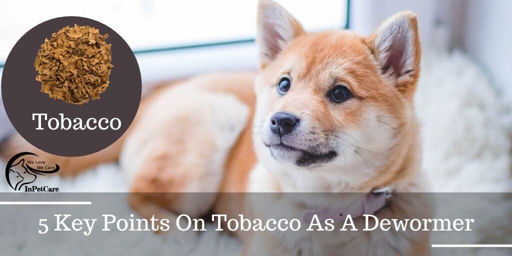 5 Key Points On Tobacco As A Dewormer
