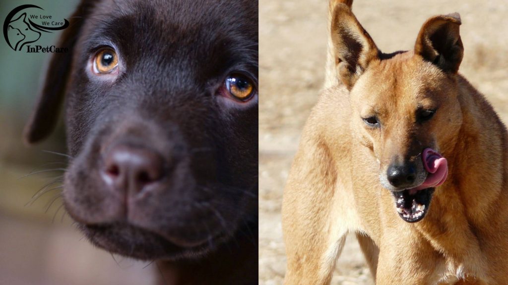 Carolina Dog Lab Mix Picture
Lab Carolina Dog Mix Picture
Carolina Dog Labrador Mix Picture
Labrador Carolina Dog Mix Picture
