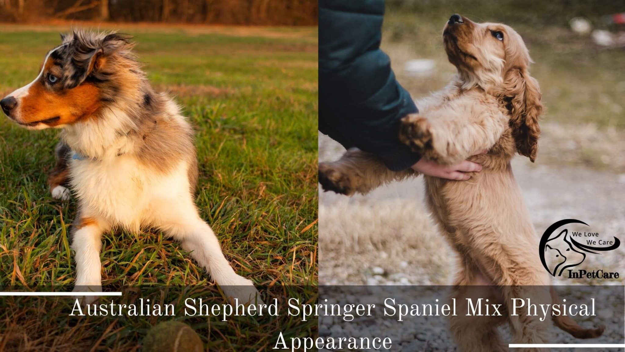 Australian Shepherd Springer Spaniel Mix A Complete Guide (With Pictures)