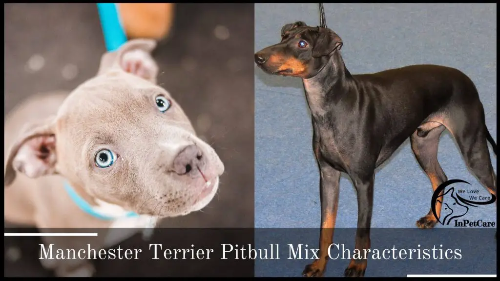 Manchester Terrier Pitbull Mix Characteristics
