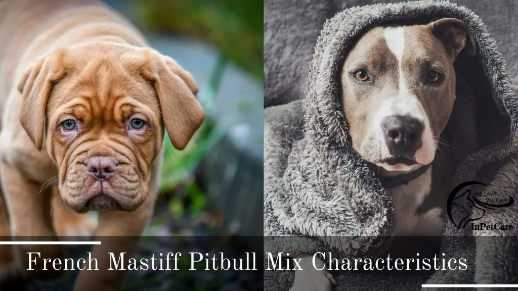 French Mastiff Pitbull Mix Picture
Pitbull French Mastiff Mix Picture