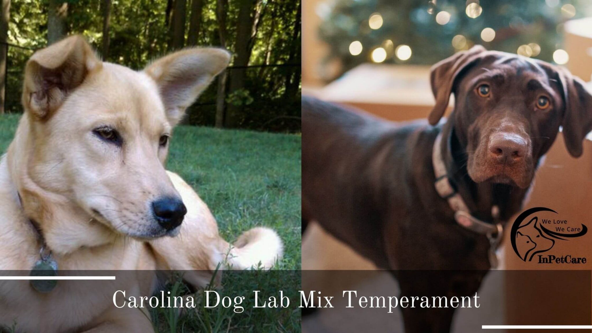 Carolina Dog Lab Mix A Complete Guide (With Pictures)