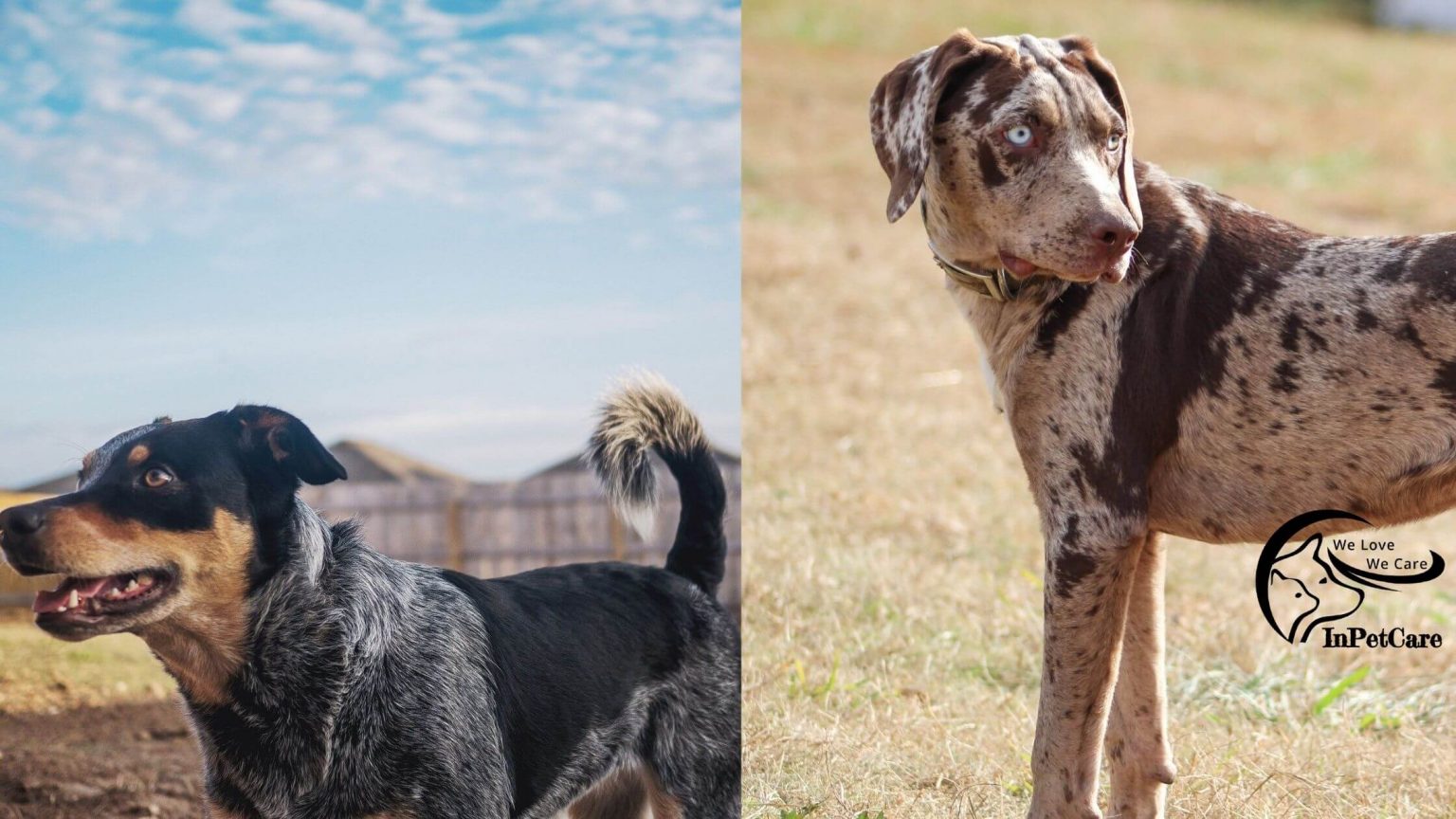 Catahoula Blue Heeler Mix A Complete Guide (With Pictures)