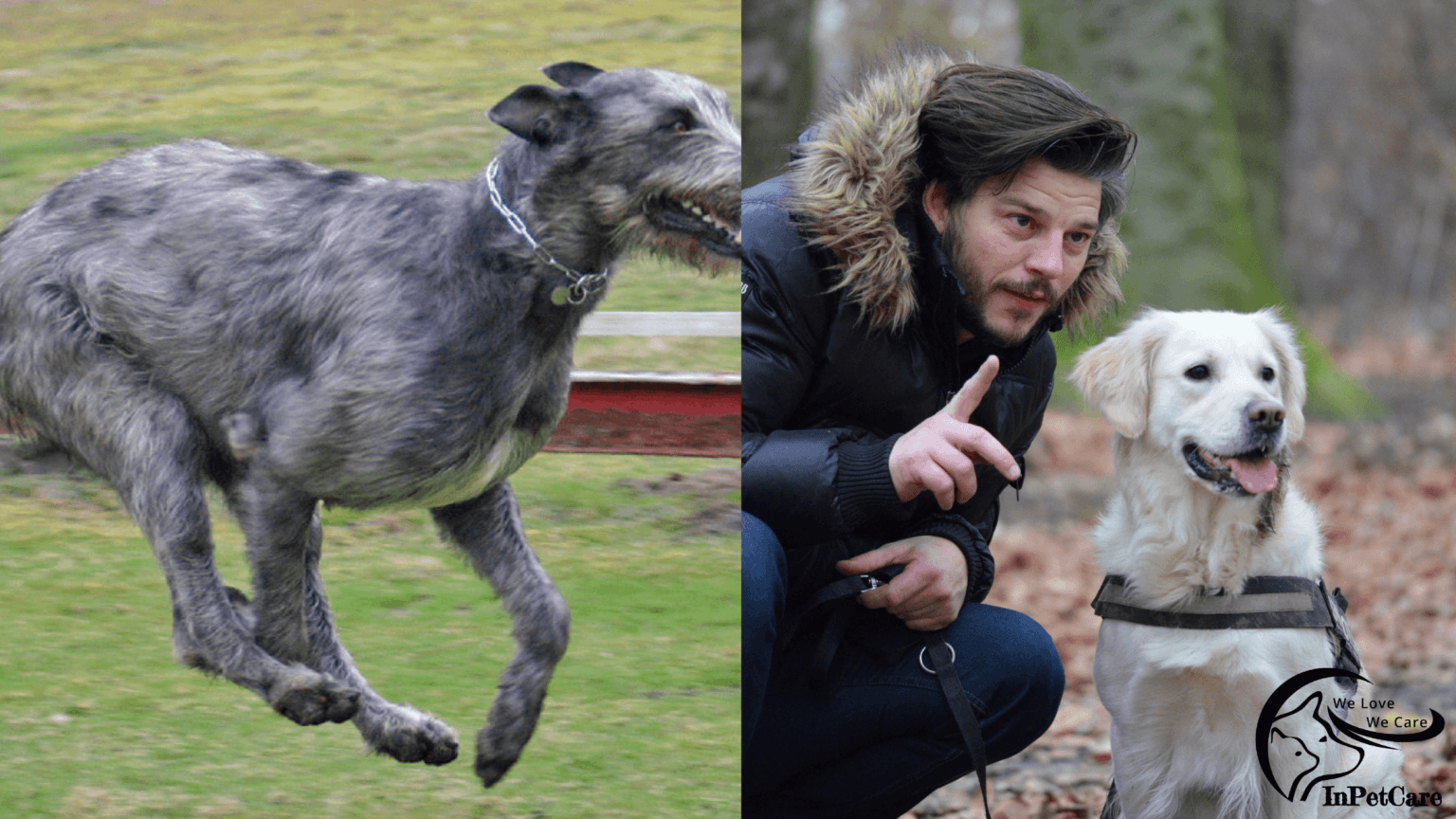 Irish Wolfhound Lab Mix A Complete Guide (With Pictures)