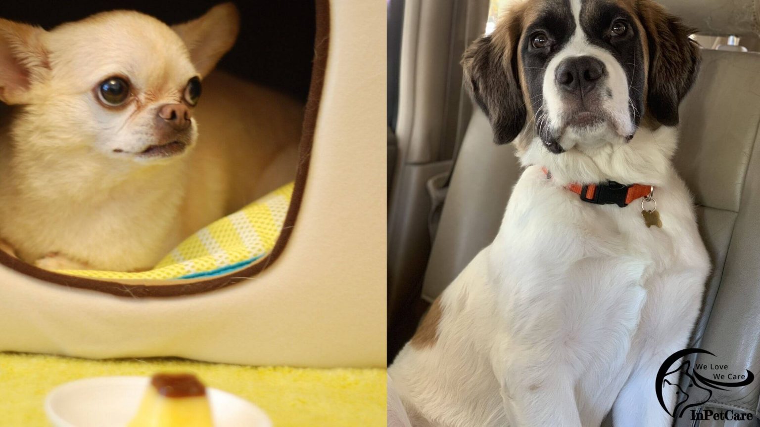St. Bernard Chihuahua Mix A Complete Guide (With Pictures)