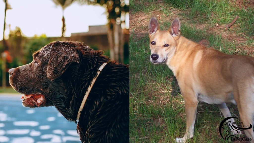 Carolina Dog Lab Mix Picture
Lab Carolina Dog Mix Picture
Carolina Dog Labrador Mix Picture
Labrador Carolina Dog Mix Picture