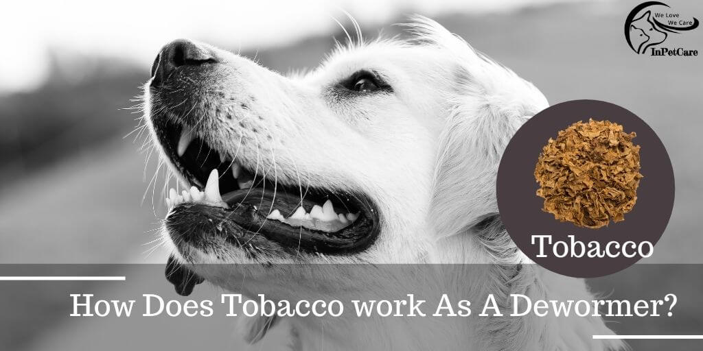 How Does Tobacco work As A Dewormer?
