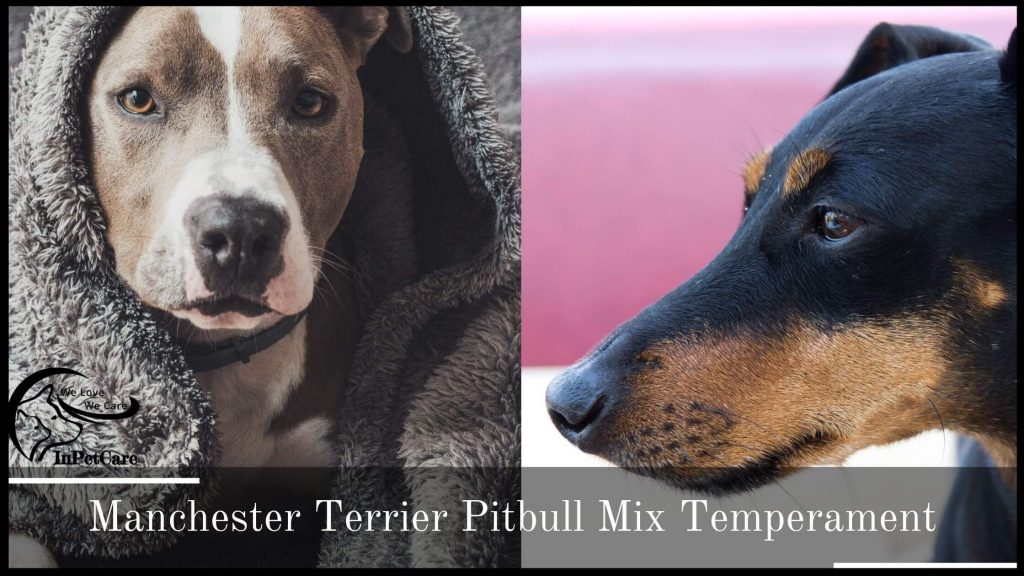 Manchester Terrier Pitbull Mix Temperament
