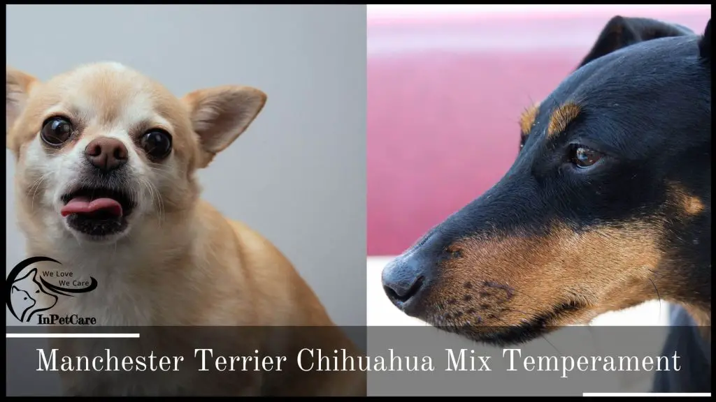 Chihuahua Manchester Terrier Mix Temperament
