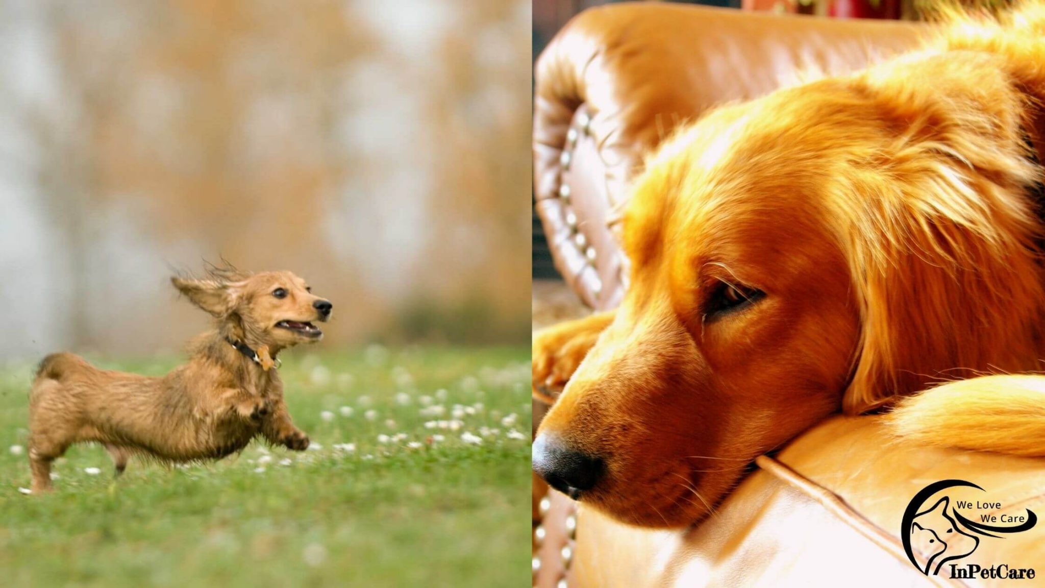Golden Retriever Doxie Mix (Dachsador) A Complete Guide