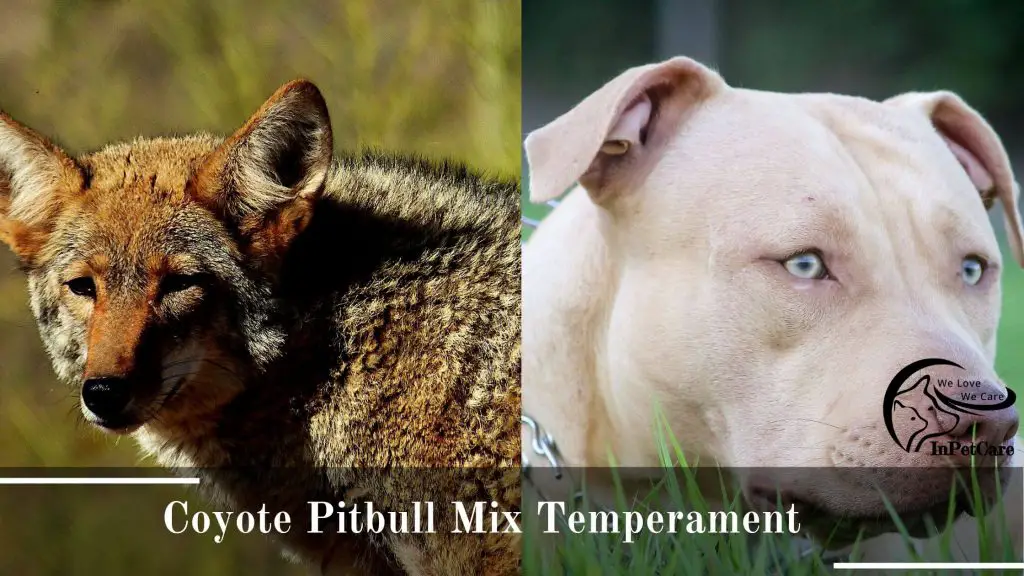 Coyote Pitbull Mix temperament 