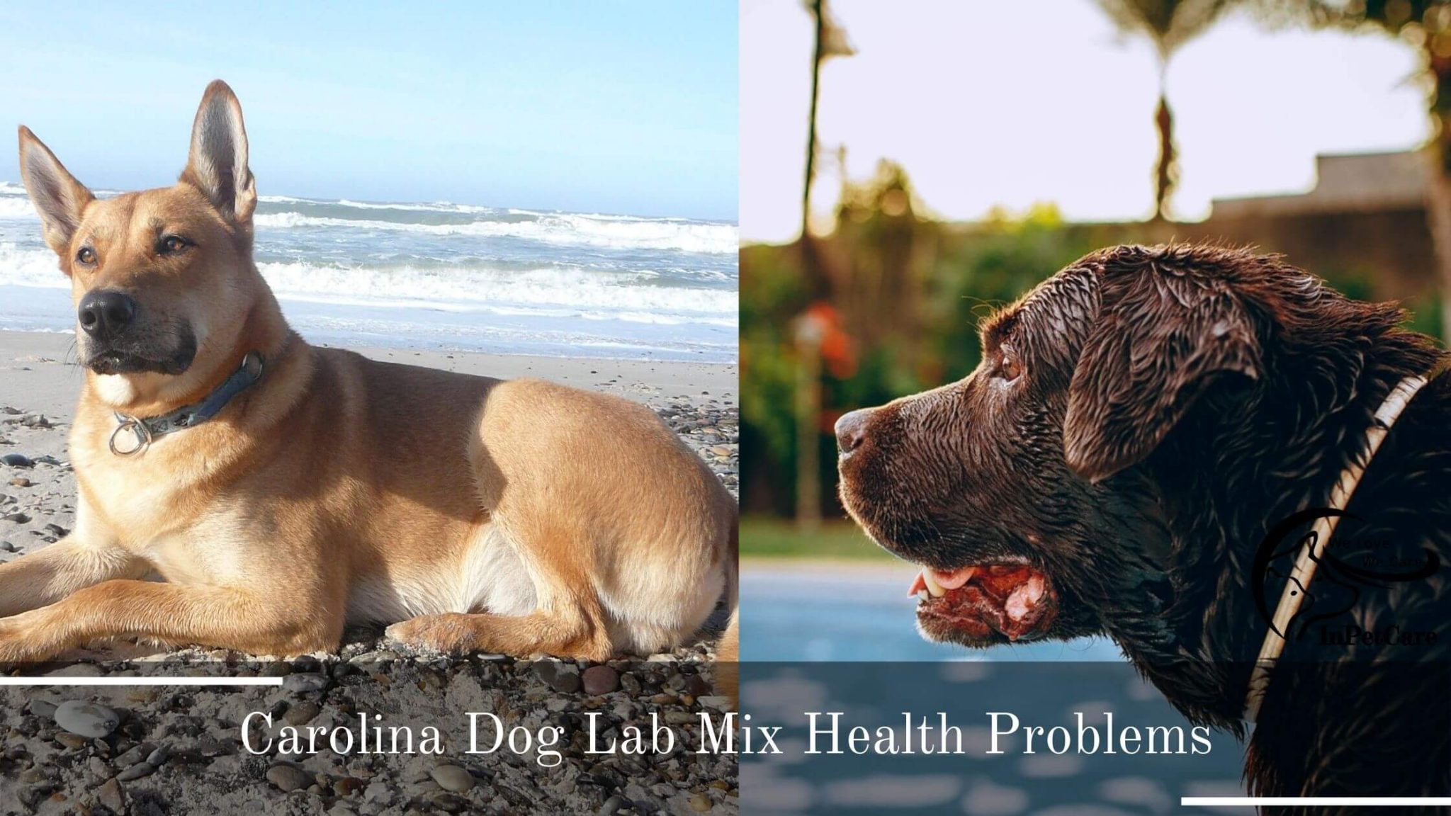 Carolina Dog Lab Mix A Complete Guide (With Pictures)