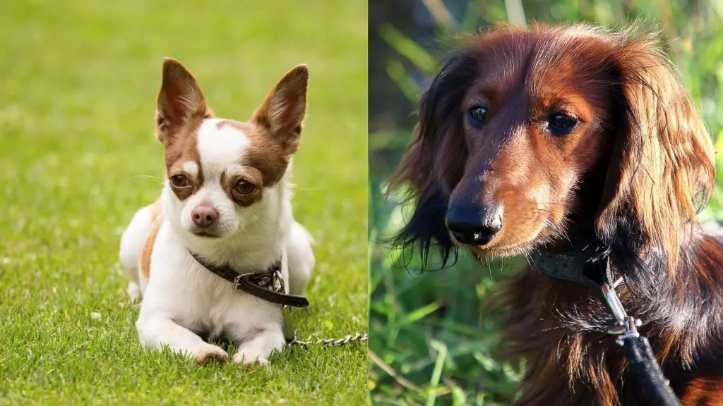 LongHaired Dachshund Chihuahua Mix A Complete Guide