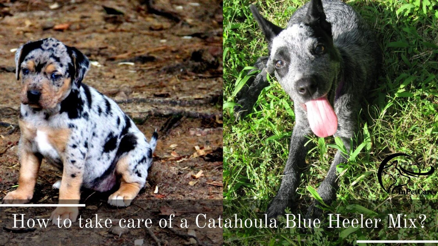 Catahoula Blue Heeler Mix A Complete Guide (With Pictures)