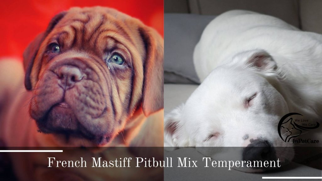 French Mastiff Pitbull Mix Picture
Pitbull French Mastiff Mix Picture