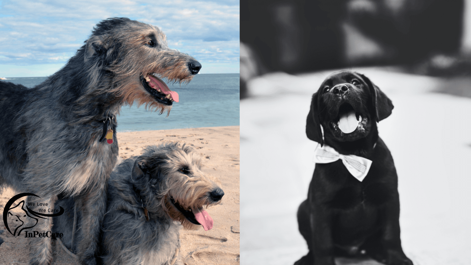 Irish Wolfhound Lab Mix A Complete Guide (With Pictures)