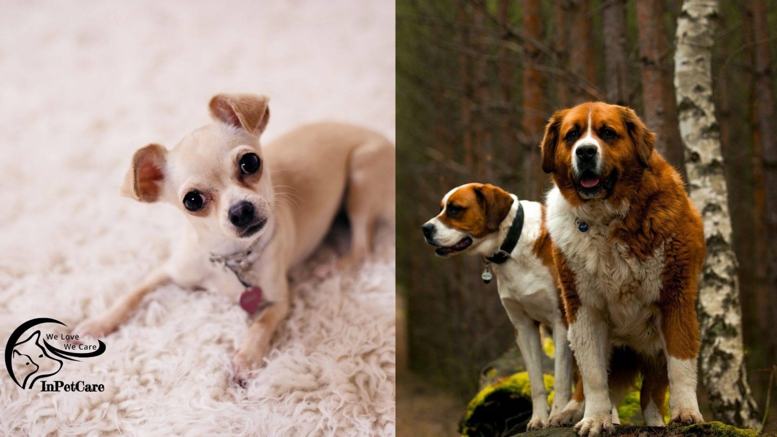 St. Bernard Chihuahua Mix A Complete Guide (With Pictures)