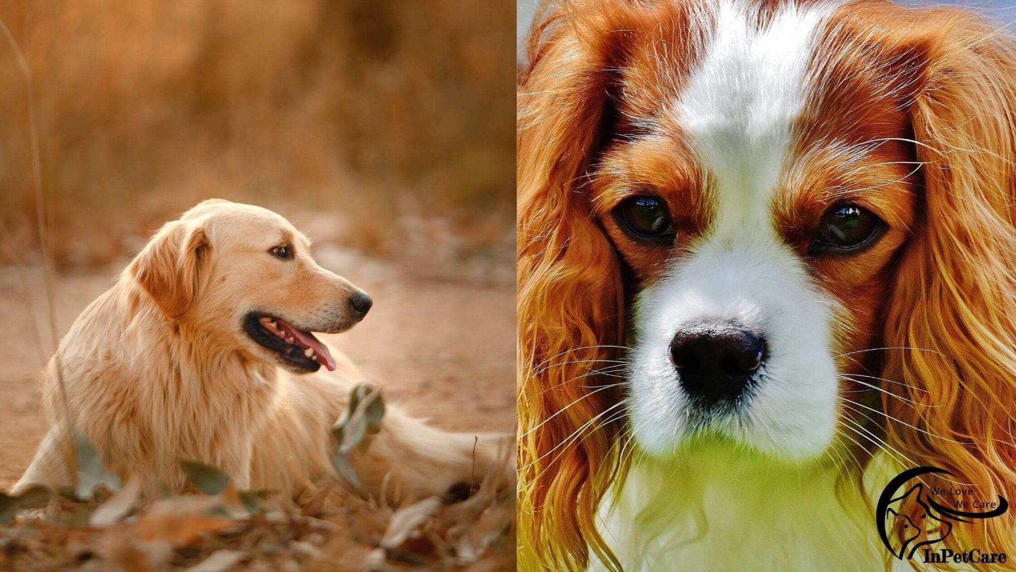 Brittany Spaniel Golden Retriever Mix A Complete Guide (With Pictures)