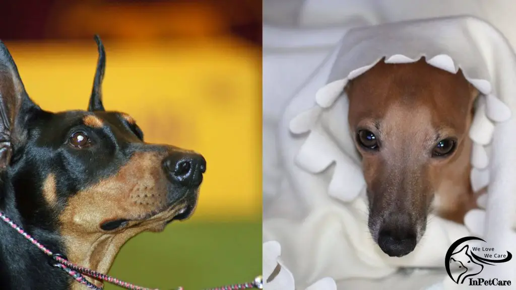 Italian Greyhound Manchester Terrier Mix Pictures, Manchester Terrier Italian Greyhound Mix Pictures