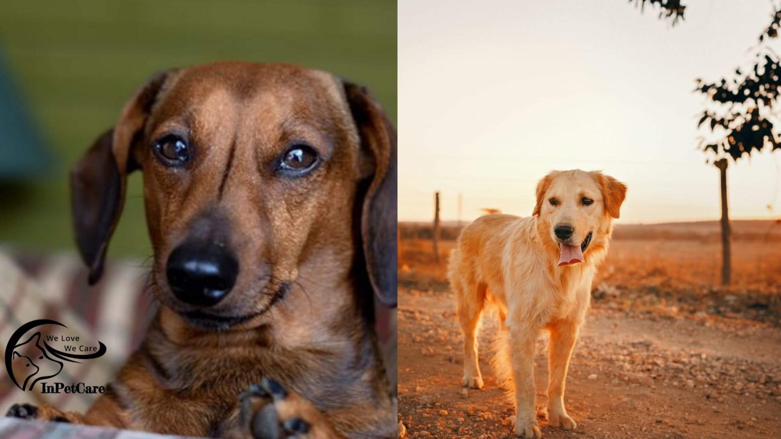 Golden Retriever Doxie Mix (Dachsador) A Complete Guide