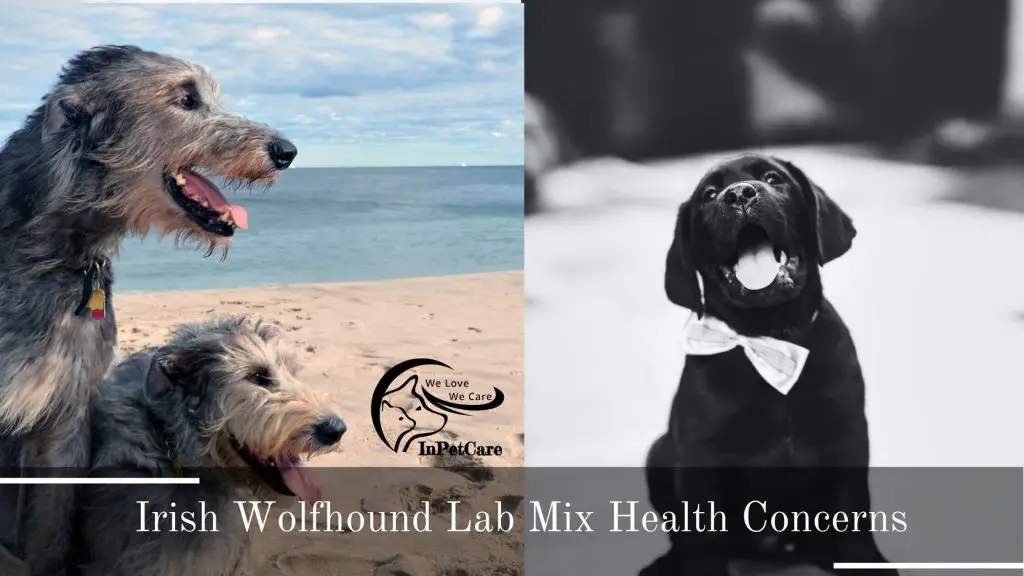 Irish Wolfhound Lab Mix Pictures
Lab Irish Wolfhound Mix Pictures
Irish Wolfhound Labrador Mix Pictures
Labrador Irish Wolfhound Mix Pictures