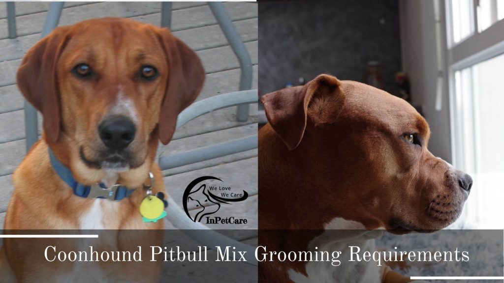 Coonhound Pitbull Mix Pictures, Pitbull Coonhound Mix Pictures