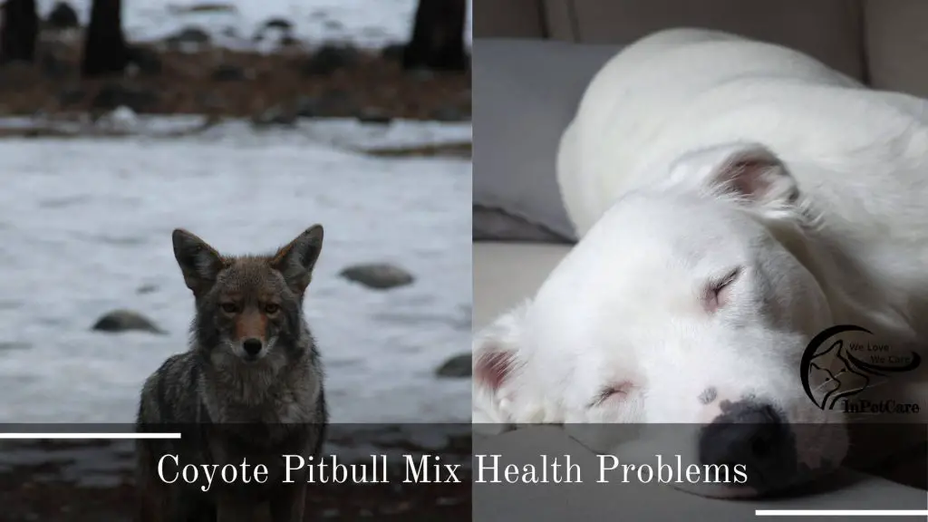 Coyote Pitbull Mix heath problems