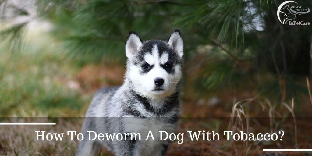 How To Deworm A Dog With Tobacco?
