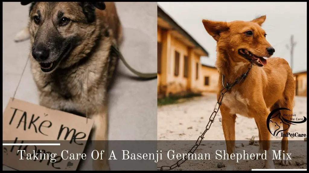 Taking Care Of A Basenji German Shepherd Mix
