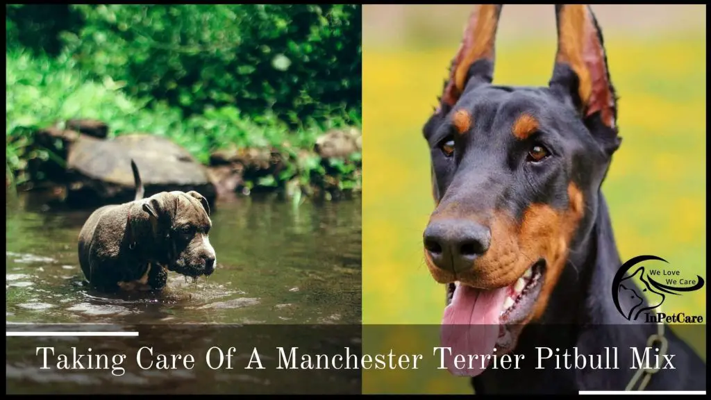 Taking Care Of A Manchester Terrier Pitbull Mix
