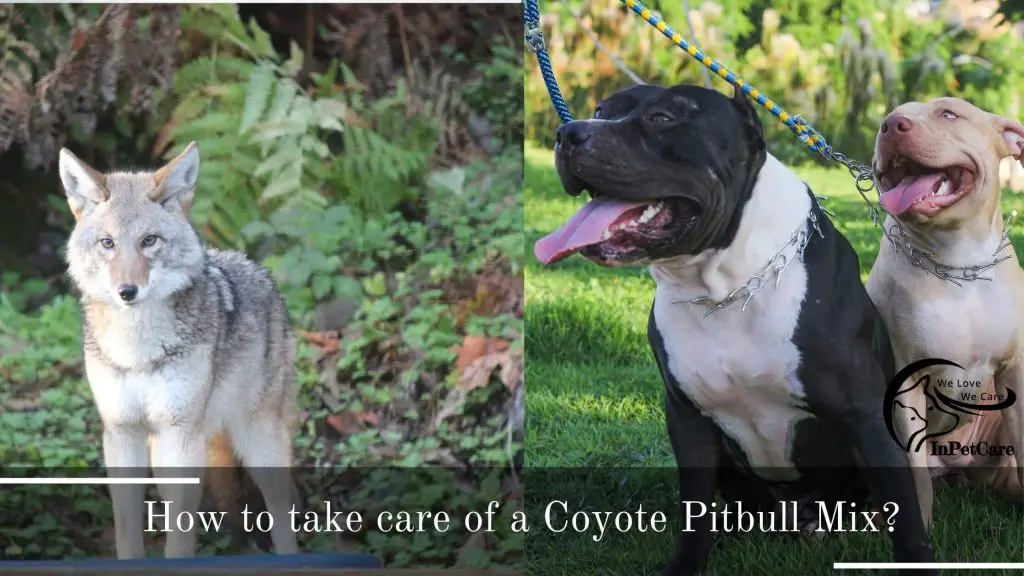How To Take Care Of A Coyote Pitbull Mix