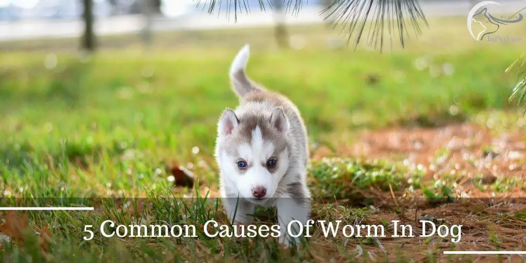 5 Common Causes Of Worm In Dog
