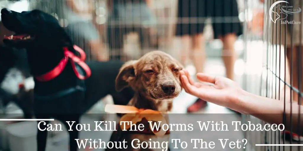Can You Kill The Worms With Tobacco Without Going To The Vet?

