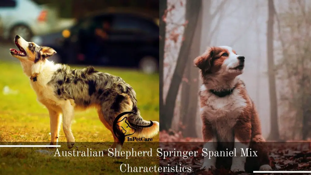 Australian Shepherd Springer Spaniel Mix: A Complete Guide (With Pictures)