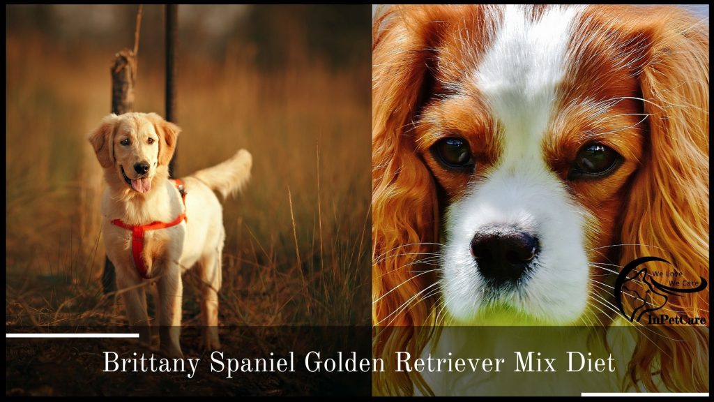 Brittany Spaniel Golden Retriever Mix Diet
